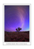 FLINDERS GRASS TREE & STAR TRAILS.-8491-Frame