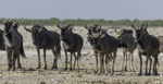 Wildebeest