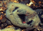 Diplosoma listerianum
