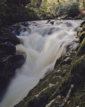 Tollymore River