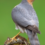 Sparrowhawk