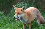 Red Fox