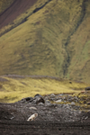Arctic Fox in volcanic landscape, Iceland