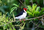 Red Capped Carinal