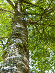 Trees portfolio