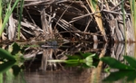 FLR006: American Alligator