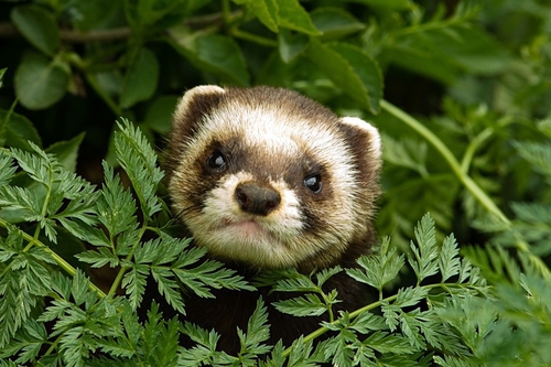 Polecat