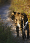 Leopard walking