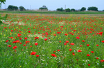 Evros Delta, East Macedonia and Thrace, Greece