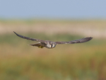 Peregrine Falcon portfolio