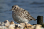 Grey Plover portfolio