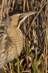 Bittern close-up in the reeds at Otmoor