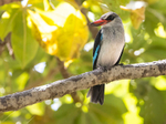 Woodland Kingfisher