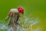Into the world of Ladybirds, Ireland.