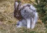 Mountain Hare