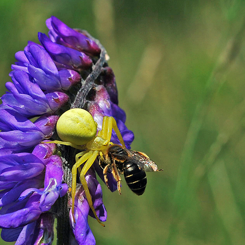 A Goldenrod Crab Spider with it's catch of the day. See another image of this species in it's white form within this…