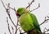 Ring-necked Parakeet