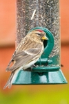 Redpoll portfolio