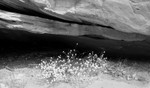 Rock and flower near Hickman Arch
