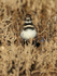 Killdeer front view, Bosque del Apache, New Mexico