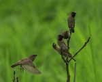 Nutmeg Mannikins (adult and juvenile), Hawaii