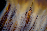 Cyanea capillata