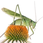 Bush Cricket (Tettigonia cantans)  MYN