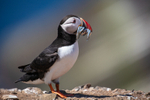 25 of 52: Puffin, Skomer Island