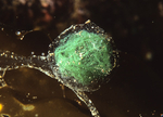 Phyllodoce maculata egg capsule