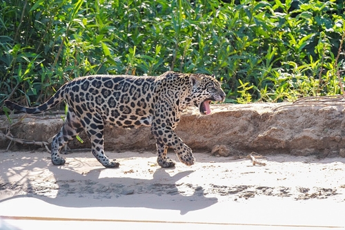 One of many jaguars spotted during our time travelling out from the floating hotel