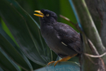 Jungle Myna calling from a tree
