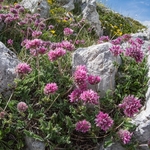 Flowers in the Landscape - 1 portfolio