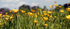 Buttercups