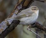 Siberian Chiffchaff