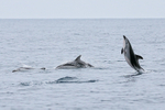 Dusky Dolphin breaching with arched back, Chile