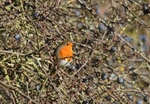 Robin
