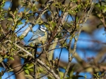 Blue Tit
