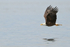 Bald Eagle low over water, Minnesota, USA