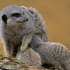 Female Meerkat And Babes