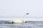 Trumpeter Swan drinking head back, Yellowstone River, Wyoming, USA