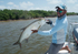 Yet another Griffo tarpon