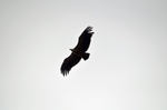 Griffon Vulture