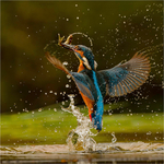Kingfisher Eruption