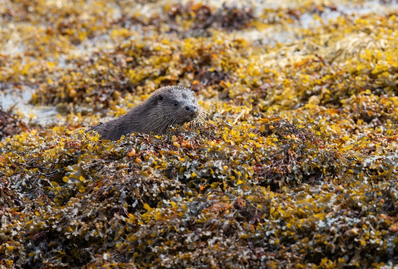 Eurasian Otter - Isle of Mull - Scotland