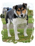Bertie
