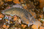 Aeolidia papillosa