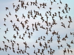 Black-tailed Godwit