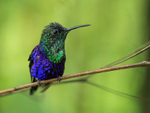 Violet-crowned Woodnymph (male), Panama