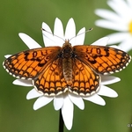 Meadow Fritillary (Mellicta parthenoides) M