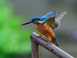 Kingfisher (male) with wings outstretched